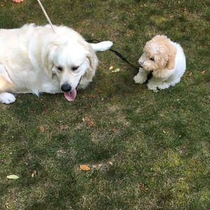 Meet your Posher, Allison